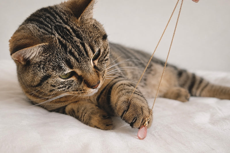 Bijoux pour Chat